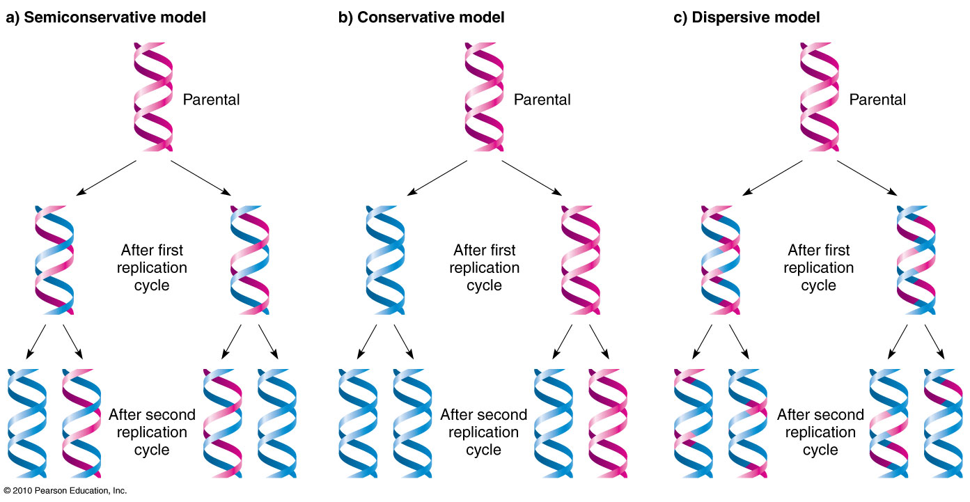 DNA replication is a semiconservative process2024-12_26.png