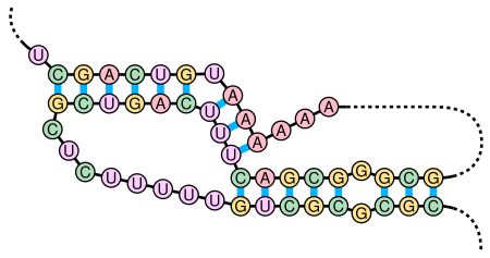RNA pseudoknots and gene regulation-1.png
