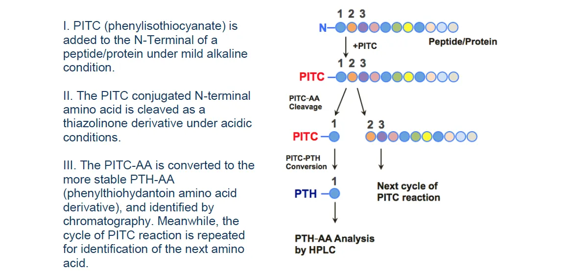 edman degradation is the principle behind HPLCs and protein identification2025-01_14.png