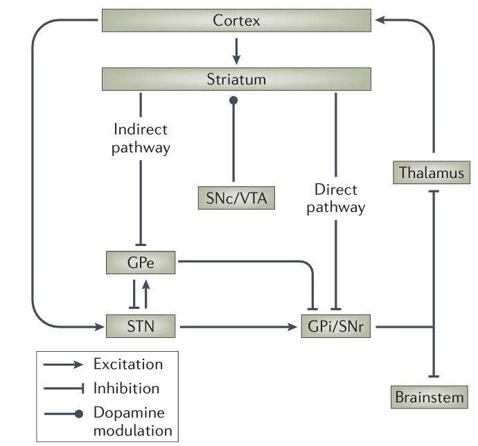 habits and complex tasks have different neural circuits and interact differently with attentional space2024-12_26.png